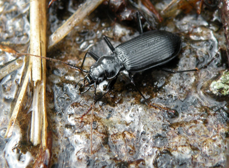 Bestie nere: Abax, Nebria, Platynus, Anoplotrupes